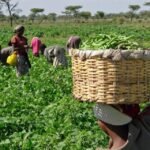 joy_blogheader_harvestingbeans_wiki_crop