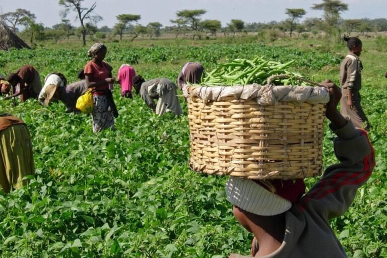 joy_blogheader_harvestingbeans_wiki_crop