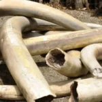 Elephant-Ivory-Tusks-750x375
