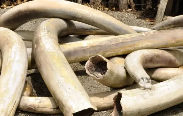 Elephant-Ivory-Tusks-750x375